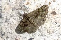 Peribatodes ilicaria ilicaria
