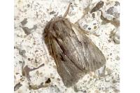 Chloantha hyperici