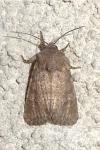 Luperina testacea