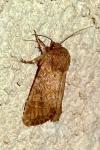 Luperina testacea