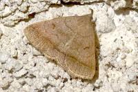 Zanclognatha lunalis
