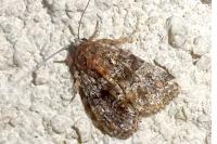 Callopistria latreillei