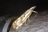Catoptria falsella