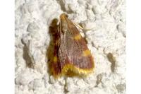 Hypsopygia costalis