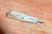 Agriphila inquinatella