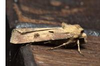 Agrotis exclamationis exclamationis
