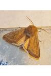 Orthosia gracilis