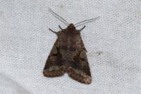Orthosia gothica