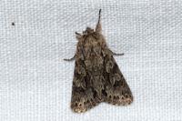 Xylocampa areola