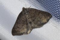 Aleucis distinctata