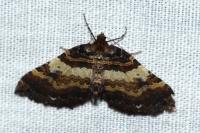 Earophila badiata