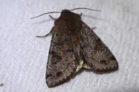 Orthosia incerta