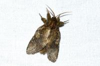 Peridea anceps
