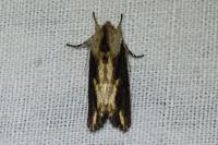 Egira conspicillaris