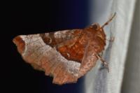 Selenia tetralunaria