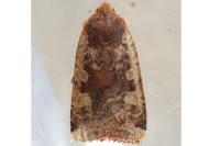 Conistra erythrocephala
