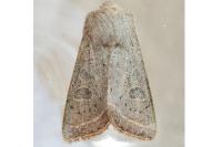 Orthosia gracilis