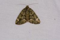 Chloroclysta siterata