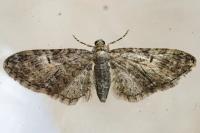 Eupithecia