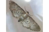 Eupithecia