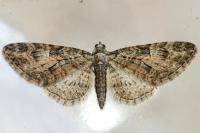 Eupithecia
