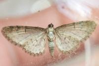Eupithecia