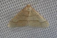 Phigaliohybernia marginaria