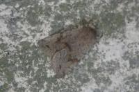 Orthosia incerta