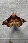 Selenia tetralunaria
