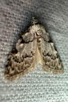 Nola confusalis