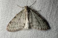 Trichopteryx carpinata