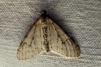 Trichopteryx carpinata