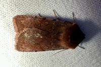 Cerastis rubricosa