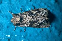 Polyploca ridens
