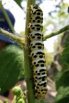 Cucullia scrophulariae
