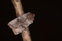Conistra staudingeri