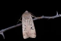 Conistra rubiginosa