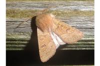 Orthosia miniosa