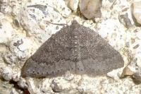 Aleucis distinctata
