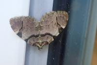 Anticlea derivata