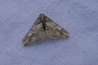 Agriopis leucophaearia
