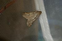Alsophila aescularia