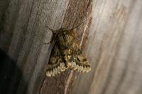 Apocheima hispidaria
