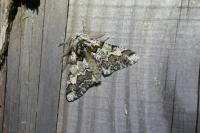 Biston strataria