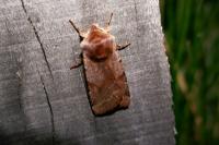 Cerastis rubricosa