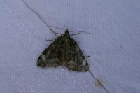 Chloroclysta siterata