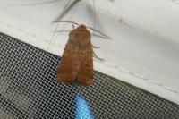 Orthosia cruda