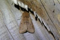 Orthosia cerasi