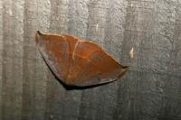 Watsonalla uncinula