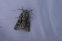Xylocampa areola